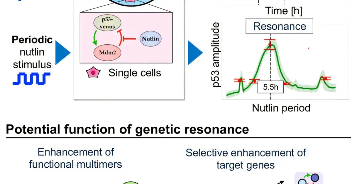 P53's five-hour rhythm may let resonance target gene networks on command