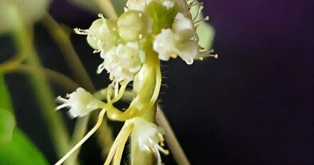 Parasitic plants act like genetic engineers by stealing and remodeling useful genes