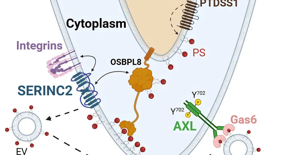 Pathology research identifies potential new target for preventing brain metastasis
