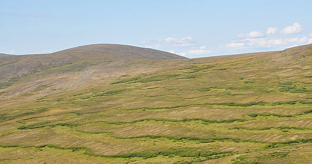Patterned frozen soils get their shape from gravity and funky physics