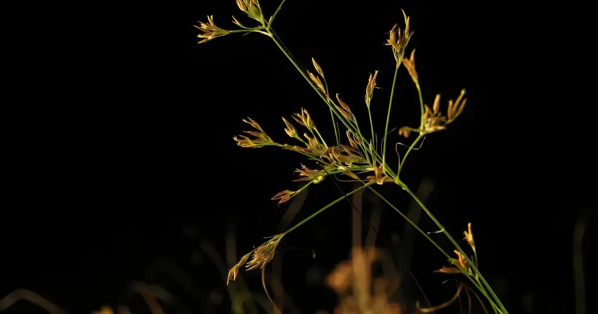 Brazilian sedge reproduces sexually but without DNA reshuffling, producing genetic clones