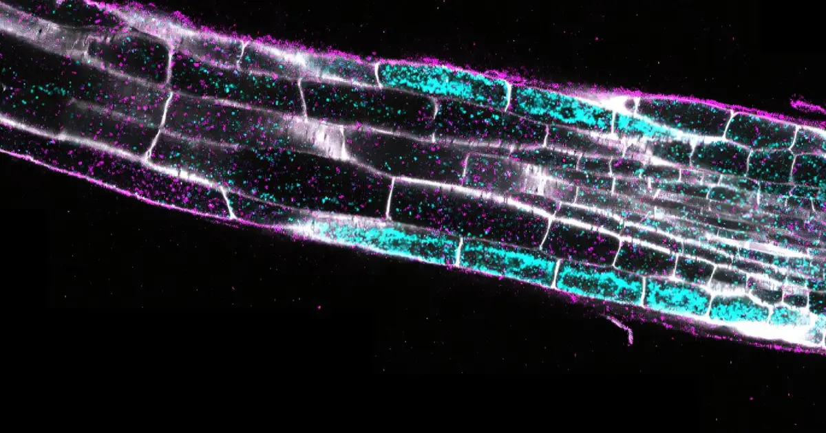 Drought shifts more plant root cells into newly discovered environmental response mode