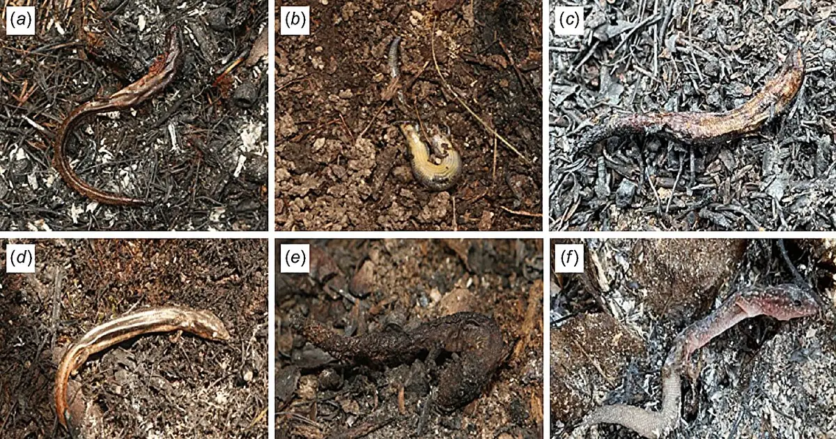 Prescribed burns may be lethal for lizards