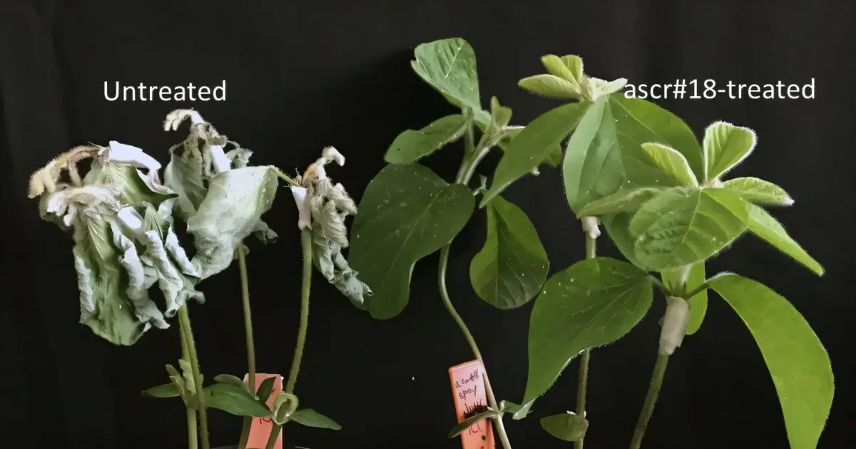 Primed and ready to fight, a nematode pheromone arms plants to battle pathogens