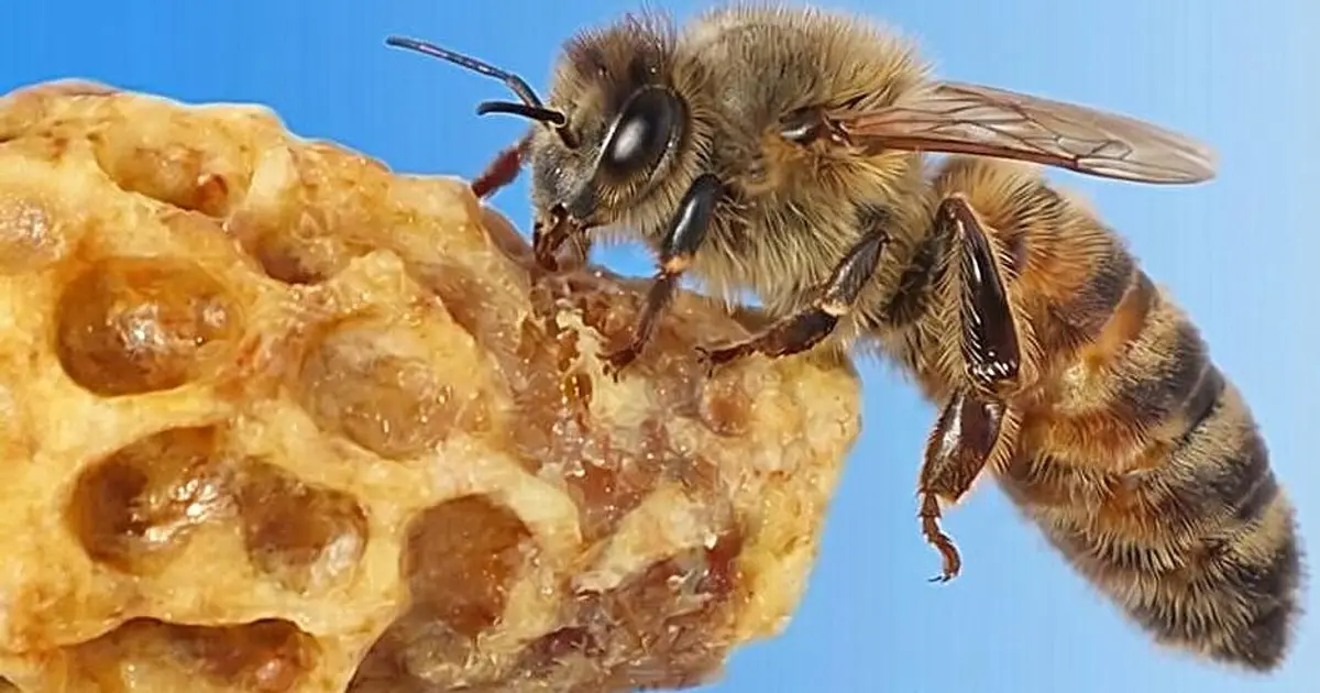 Machine learning helps identify chemicals that repel honey bees from pesticides