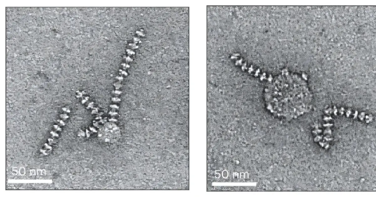 Some bacteria build internal 'power cables' to extend respiration beyond the cell membrane