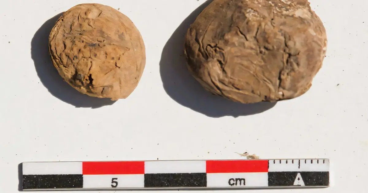 Rare 500-year-old freeze-dried potatoes unearthed at Inca coastal site