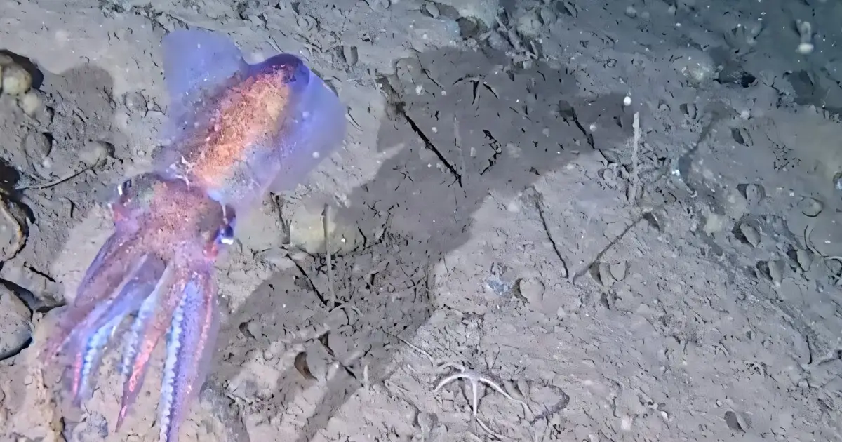 Rare sighting reveals Arctic bobtail squid and egg masses in subzero Greenland fjord