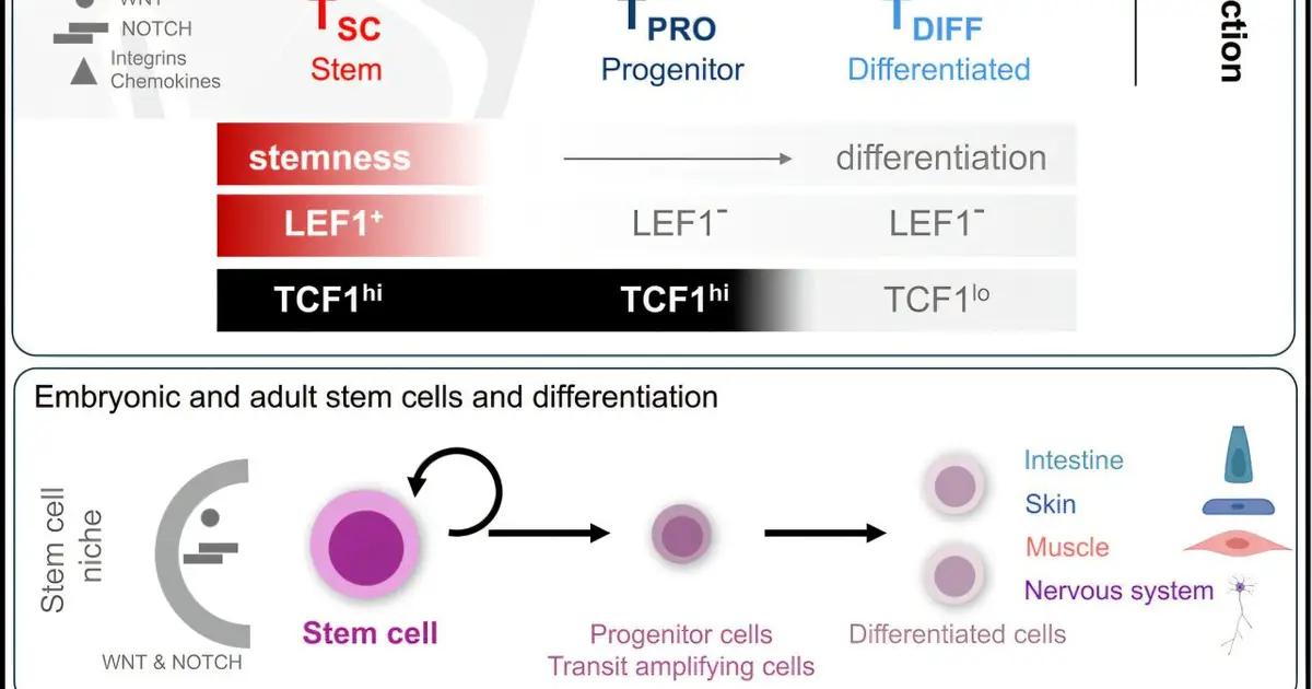 Rare stem T cells may hold the key to fighting chronic diseases