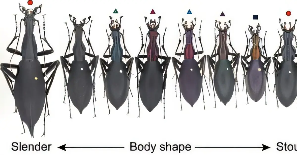 Flightless beetles evolved distinct snail-hunting shapes on Japan's largest island