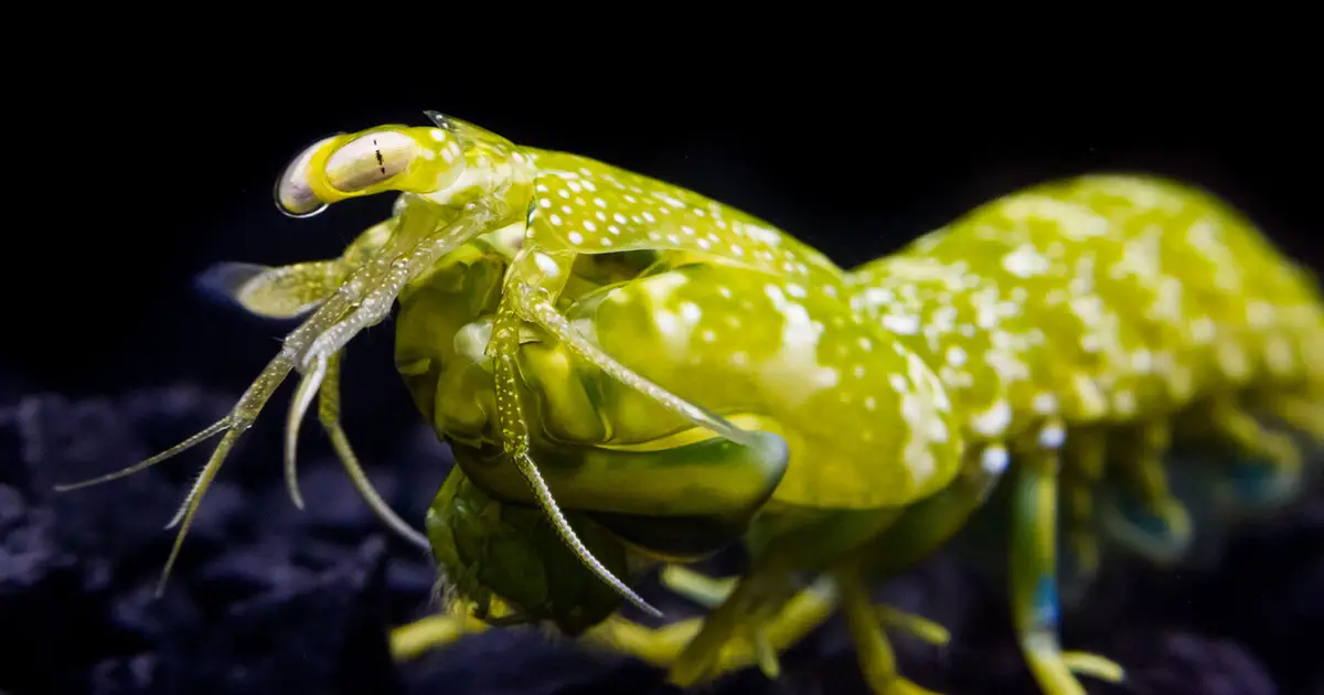 Red-sensitive pigments in mantis shrimp eyes act as reversible light switches