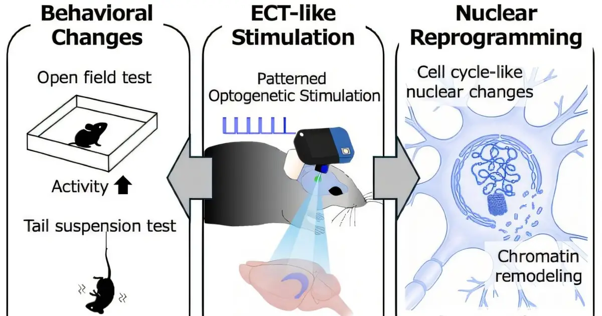 ECT-like stimulation unlocks lasting immature-like state in adult mouse neurons