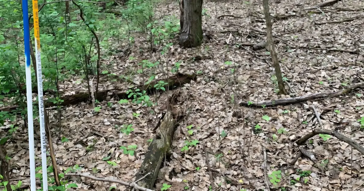 Upfront investment in native plants can pay dividends against buckthorn