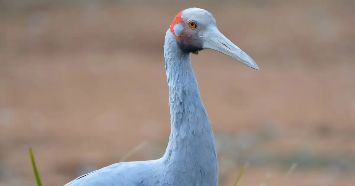 DNA reveals genetic divide in Australian brolgas, with southern birds facing greater diversity risks