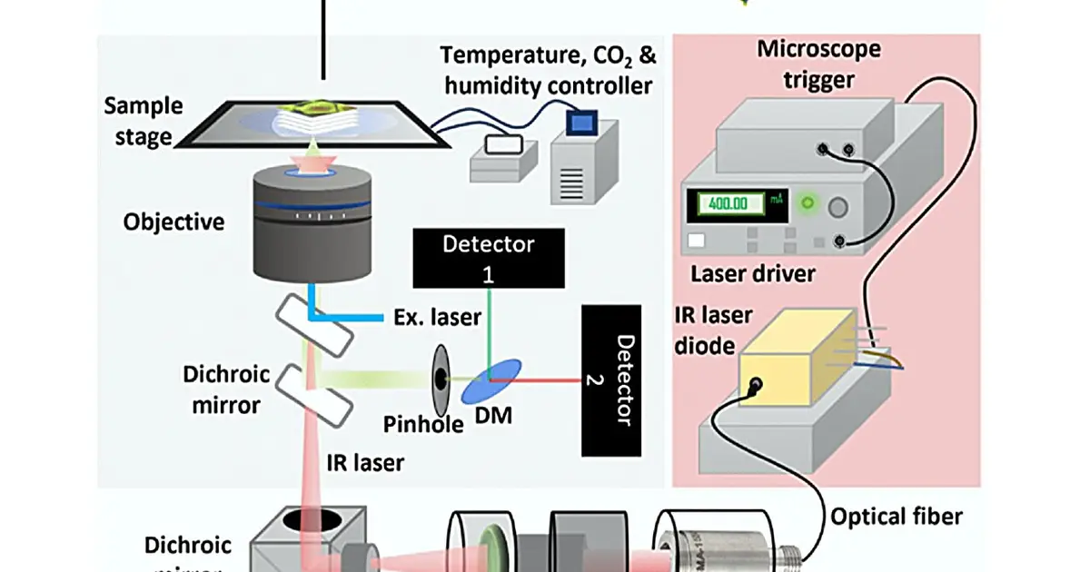 New cell imaging method measures protein folding in living organelles