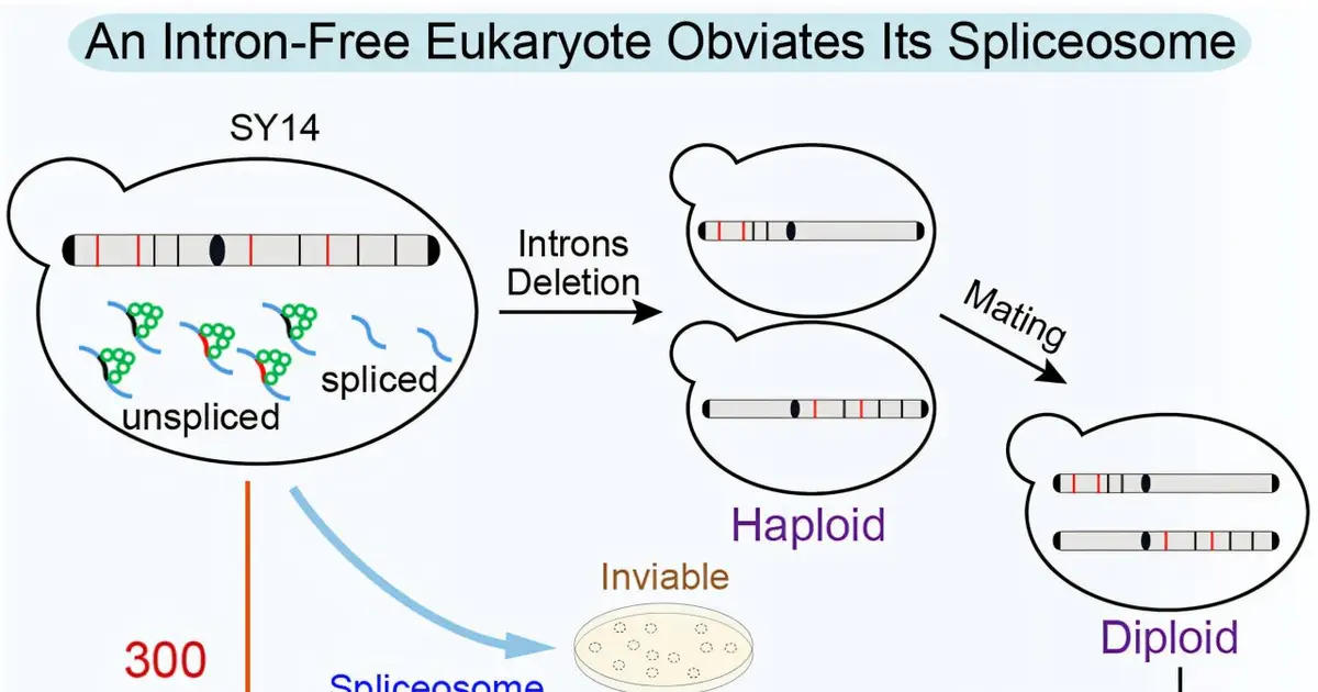 Yeast survives after all 300 known spliceosomal introns are removed