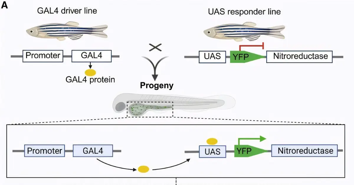 Zebrafish rebuild damaged 'second brain' networks in nine days, offering clues for nerve repair