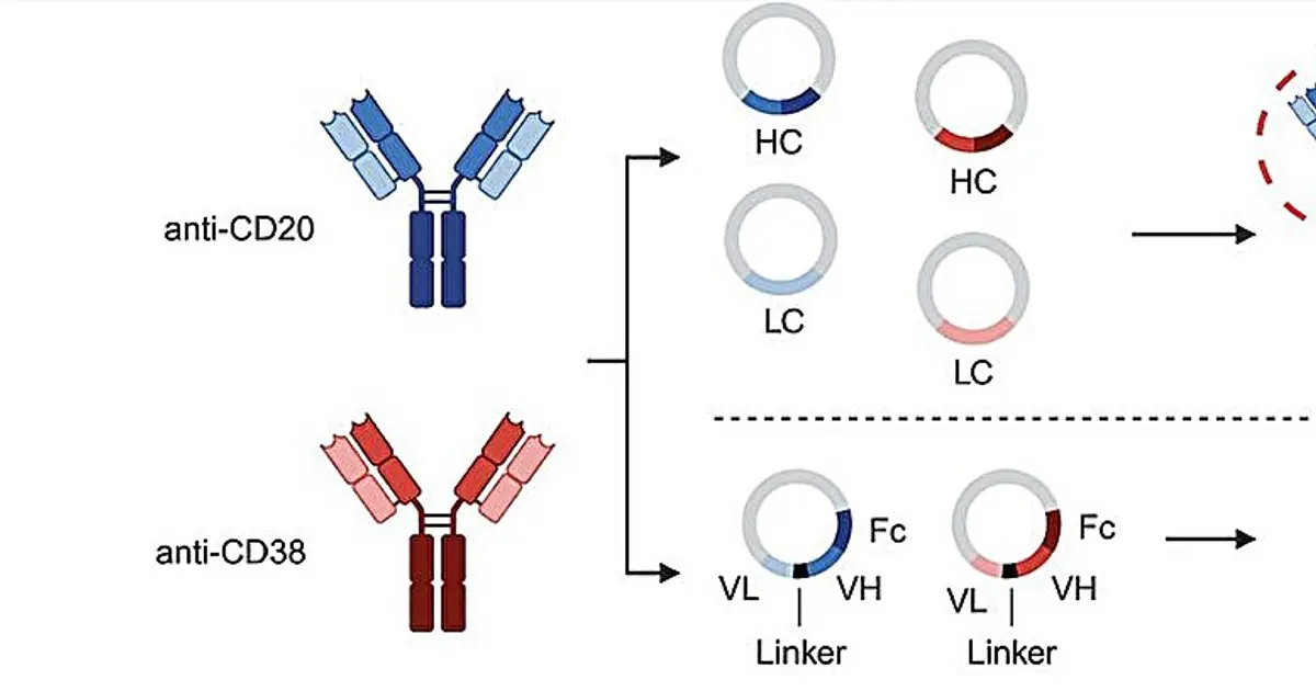 Antibody screening approach could speed development of immune-based cancer treatments