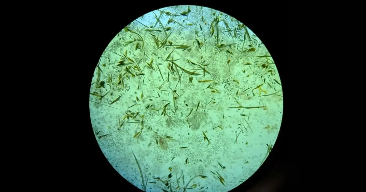 Decades of data reveal major ecological shift in northern Baltic Sea