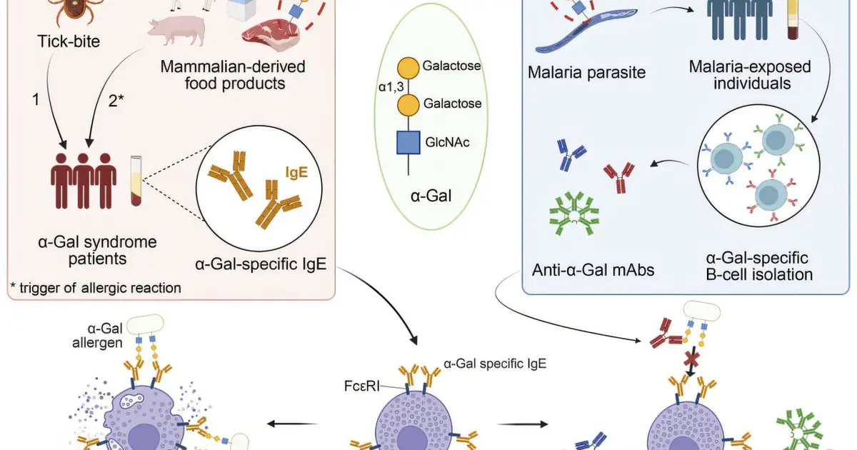 Rare antibodies with potential to combat alpha-gal syndrome identified