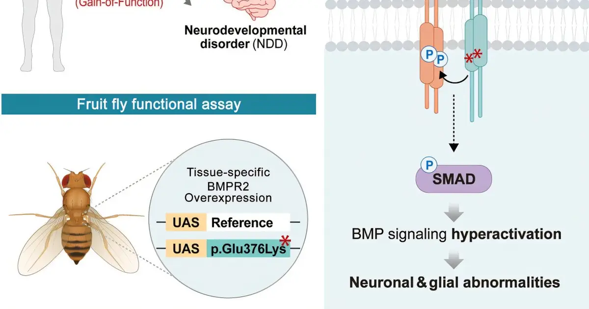 Rare genetic variant identified as new cause of neurodevelopmental disorders