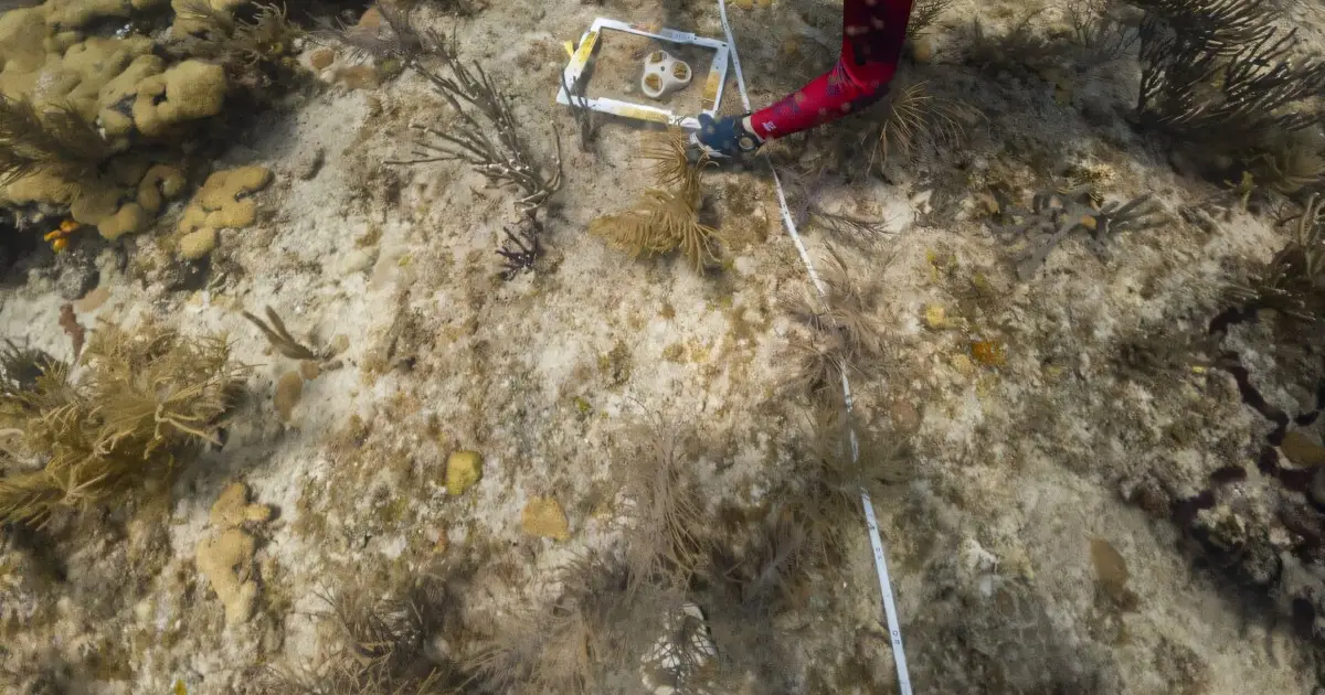 As oceans warm, Florida scientists hunt for heat-resistant coral