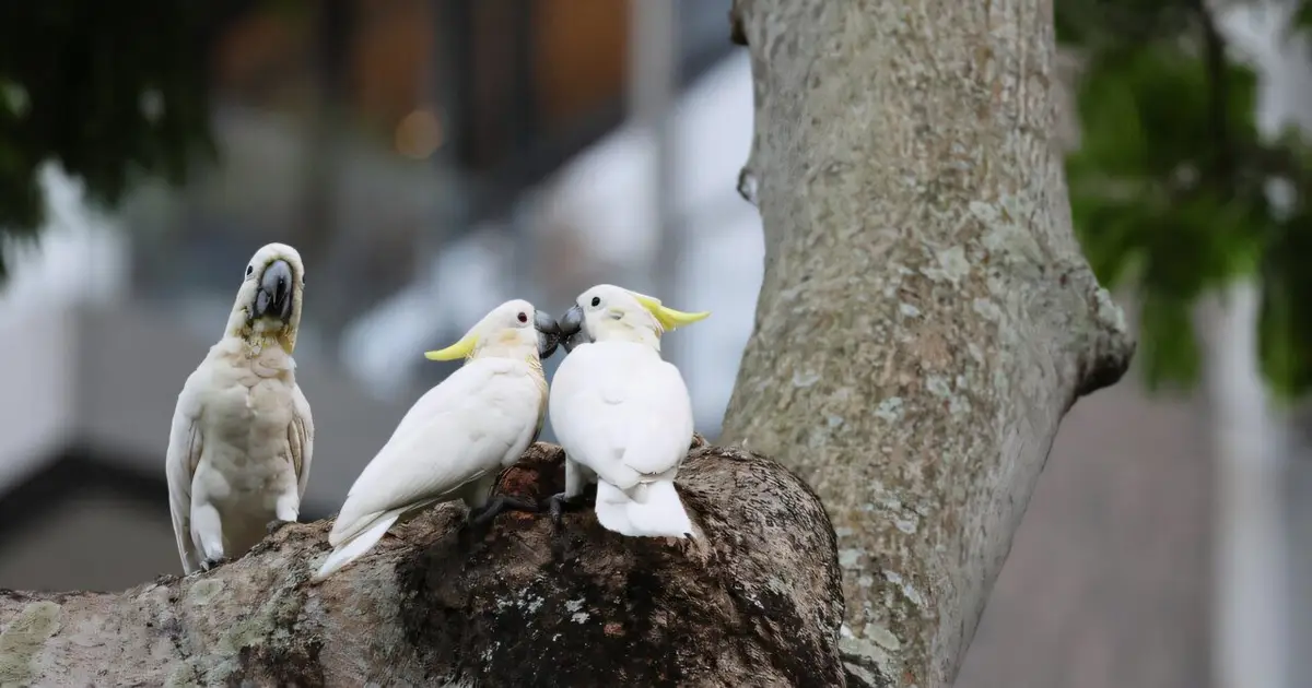 Researchers reveal Hong Kong as a 'biodiversity ark' for yellow-crested cockatoos and expand nesting support