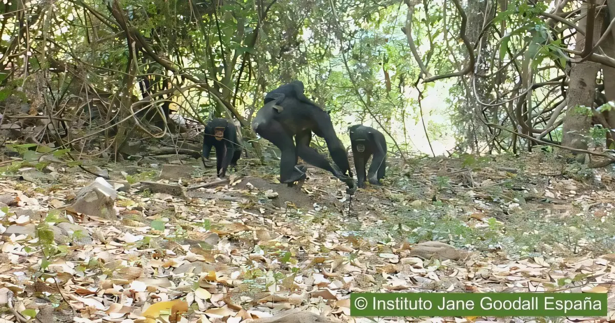 Savanna chimpanzees use tools for capturing and feeding on army ants, study shows
