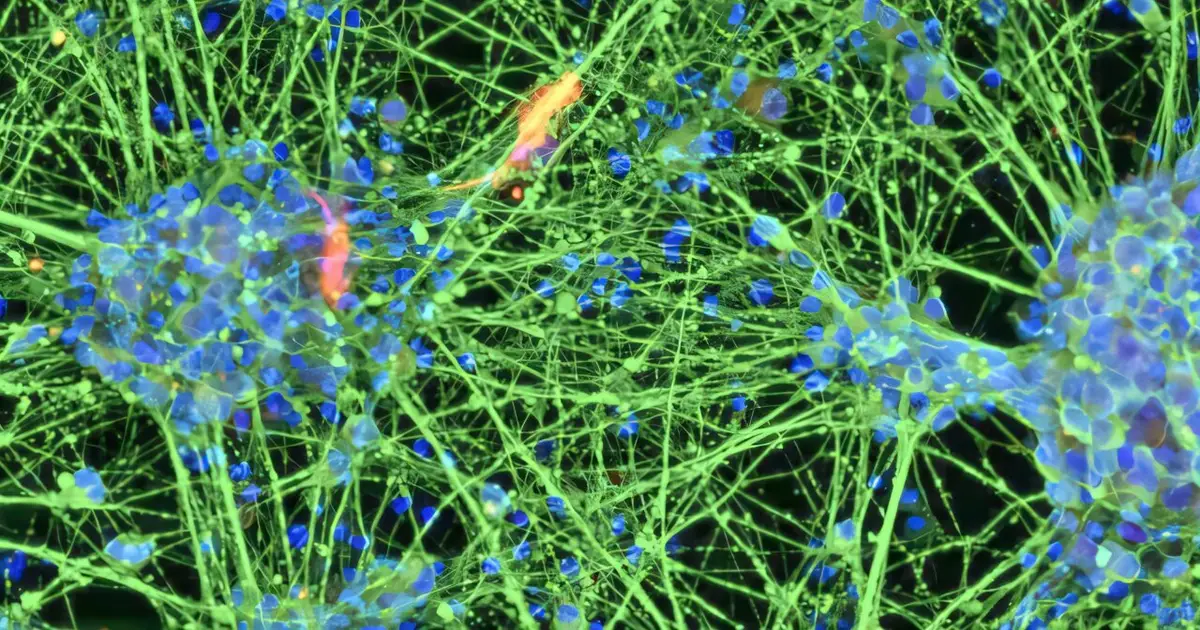 Blood cells from 80-year-old donor become stem cells with molecular age under 20
