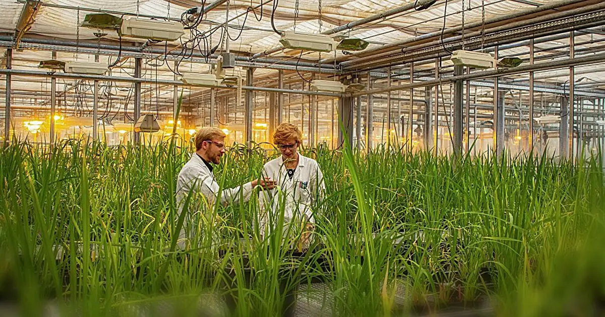 It looks like rice's own defense, but this fungal trick turns a lifesaving response into a crop-killing weapon