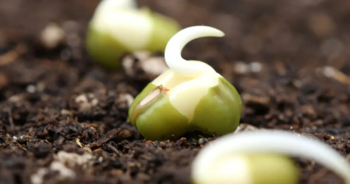 Dry seeds preserve fully formed mitochondria, unlocking rapid energy at germination