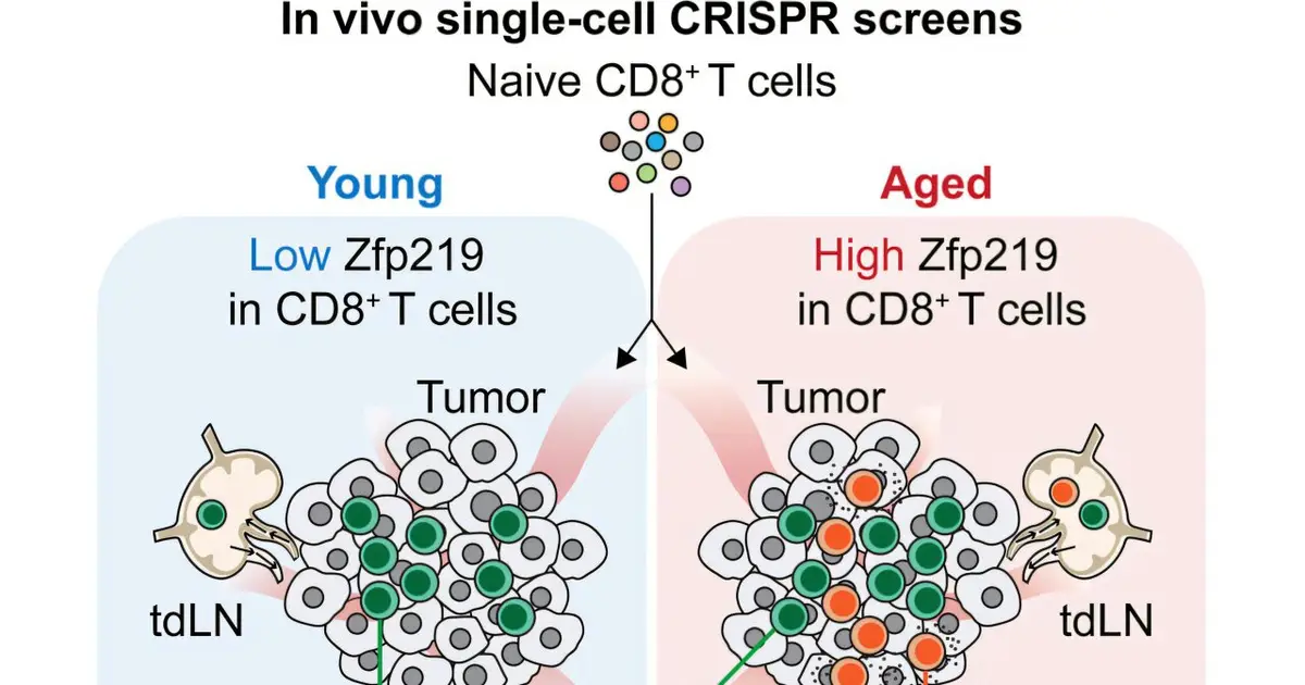 Restoring aging T cell function to make them effective at fighting cancer
