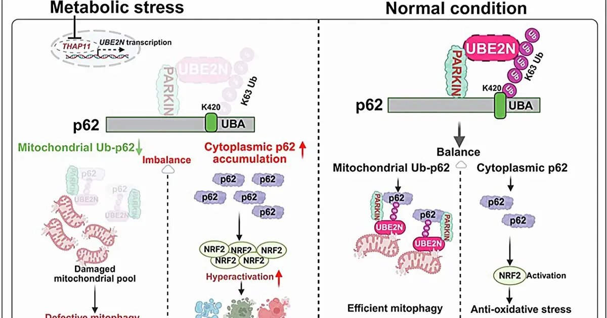 Restoring enzyme involved in cellular cleanup could reduce inflammation and scarring from liver disease MASH