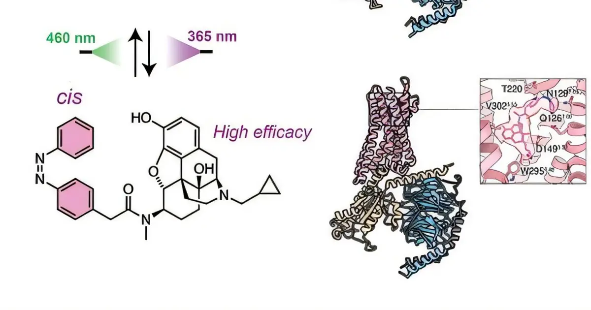 Light-activated opioid painkiller may work without dangerous side effects