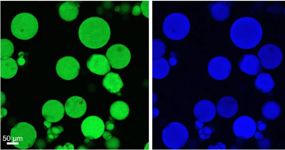 Charge-based strategy improves controlled delivery of therapeutic peptides from gelatin-based materials