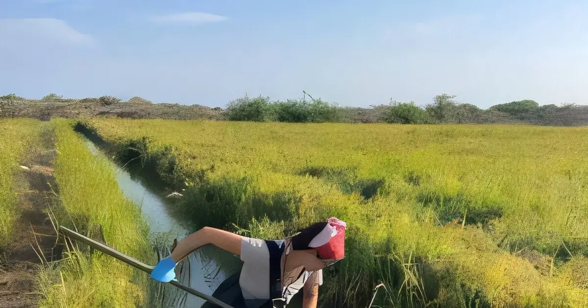 Rice–fish co-culturing could help curb schistosomiasis while increasing food production