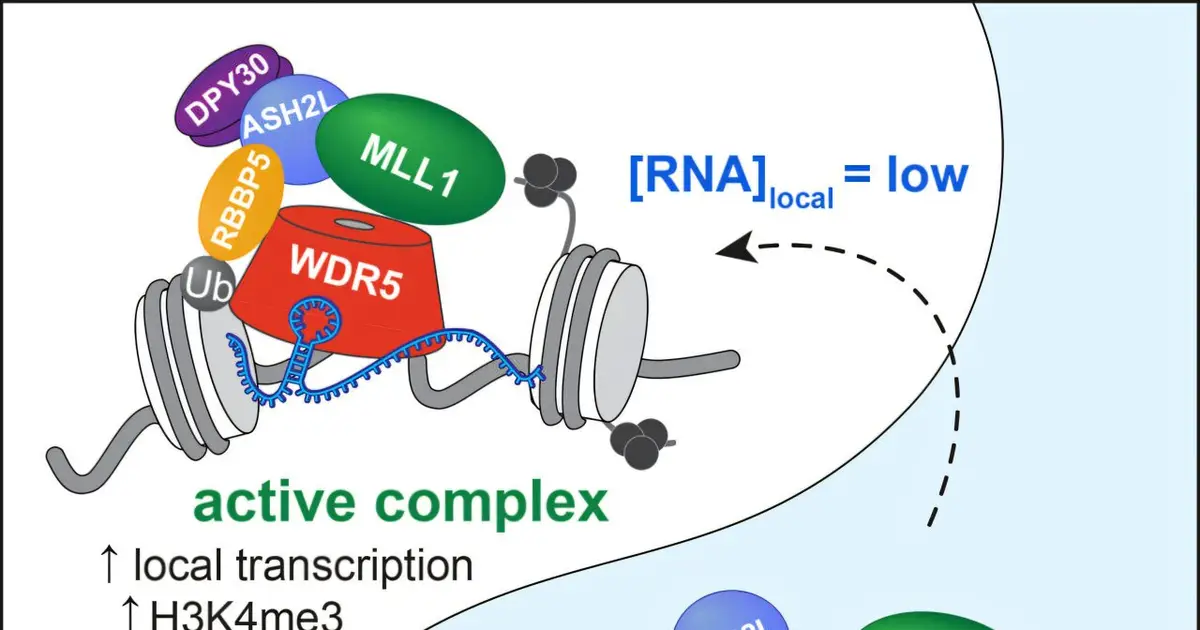 RNA creates a self-destruct switch for cellular machinery linked to leukemia