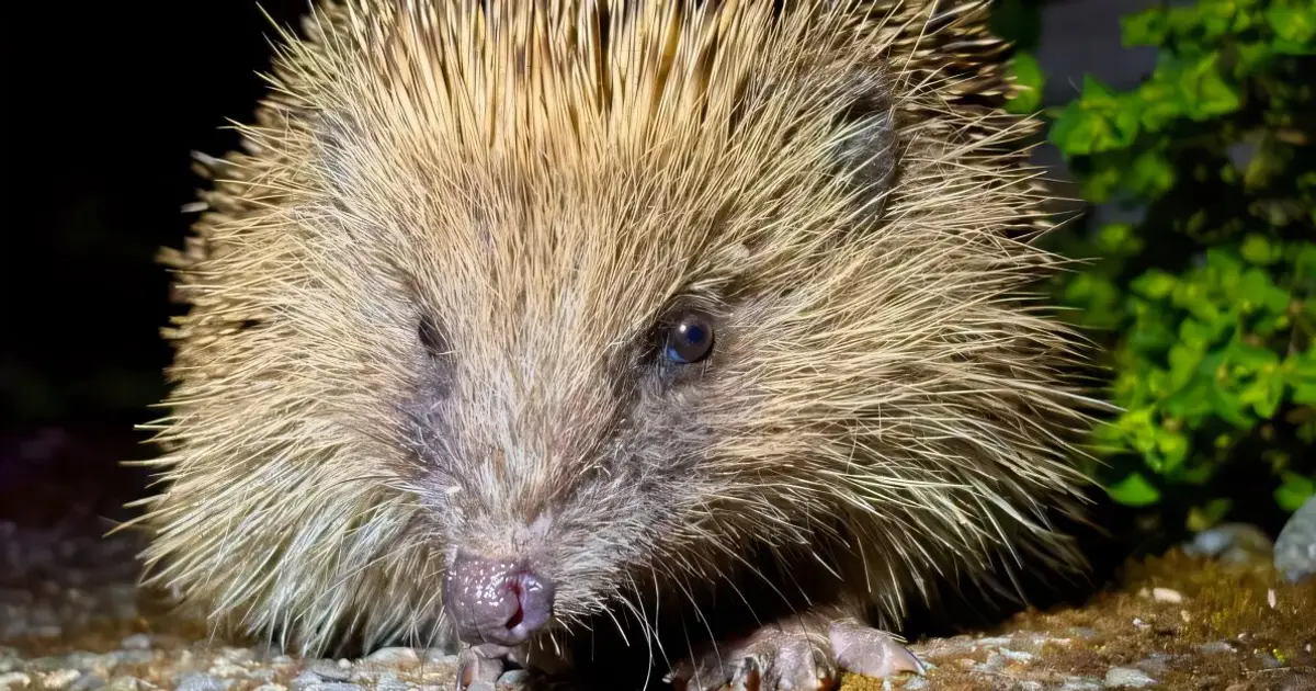 Road traffic is putting smaller hedgehog populations at risk of collapse