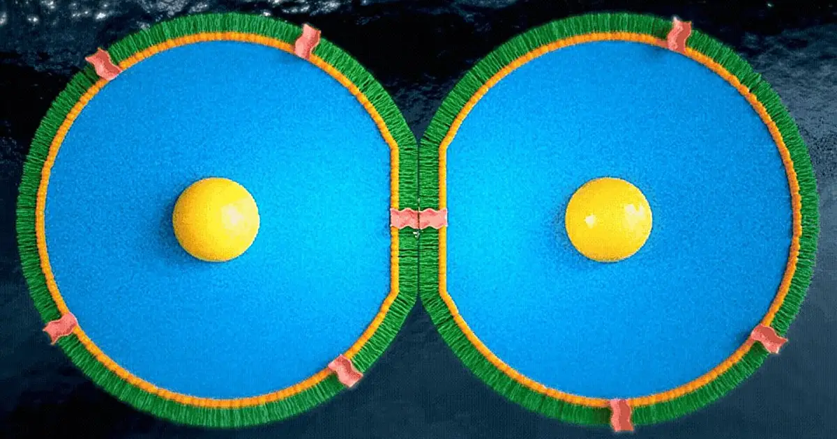 Scientists discover learning and memory formation in model membranes