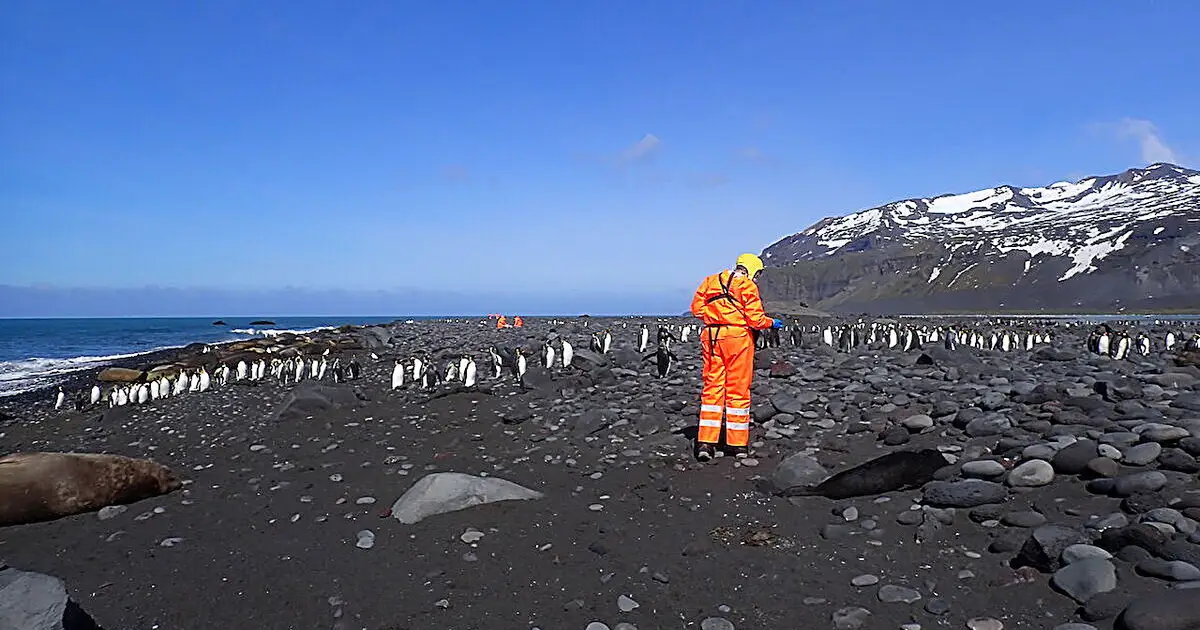 Scientists finalize H5 bird flu findings from Heard Island and McDonald Island voyages