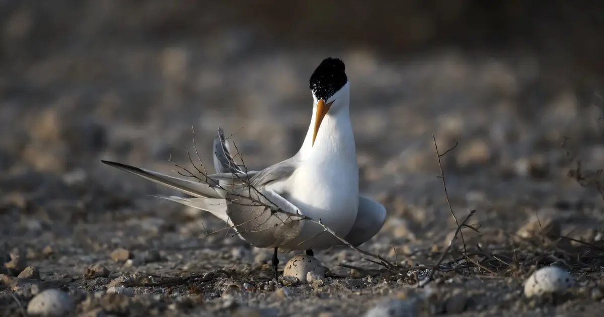H5 bird flu detected in Australian seabird for first time