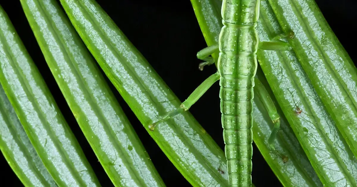 One million years without sex fails to erase stick insects' unused biological system