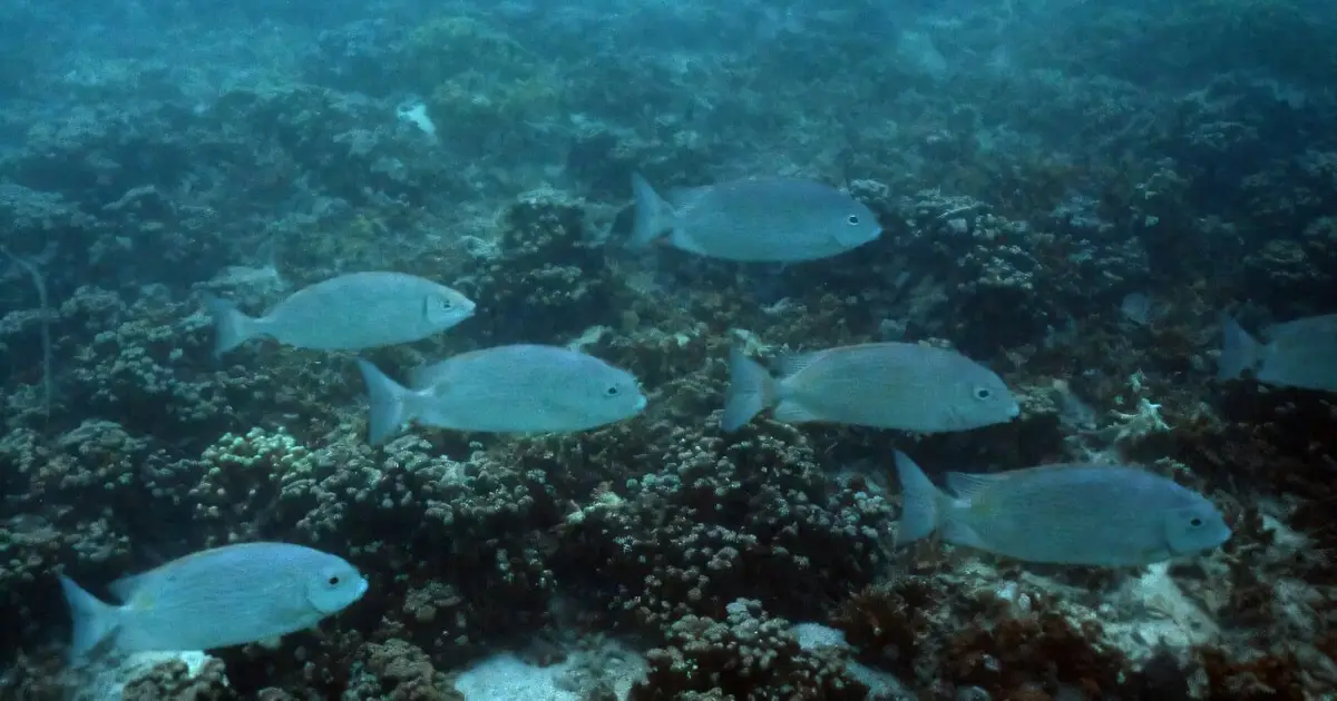 Pacific islands to face food shortages due to global warming: Scientists