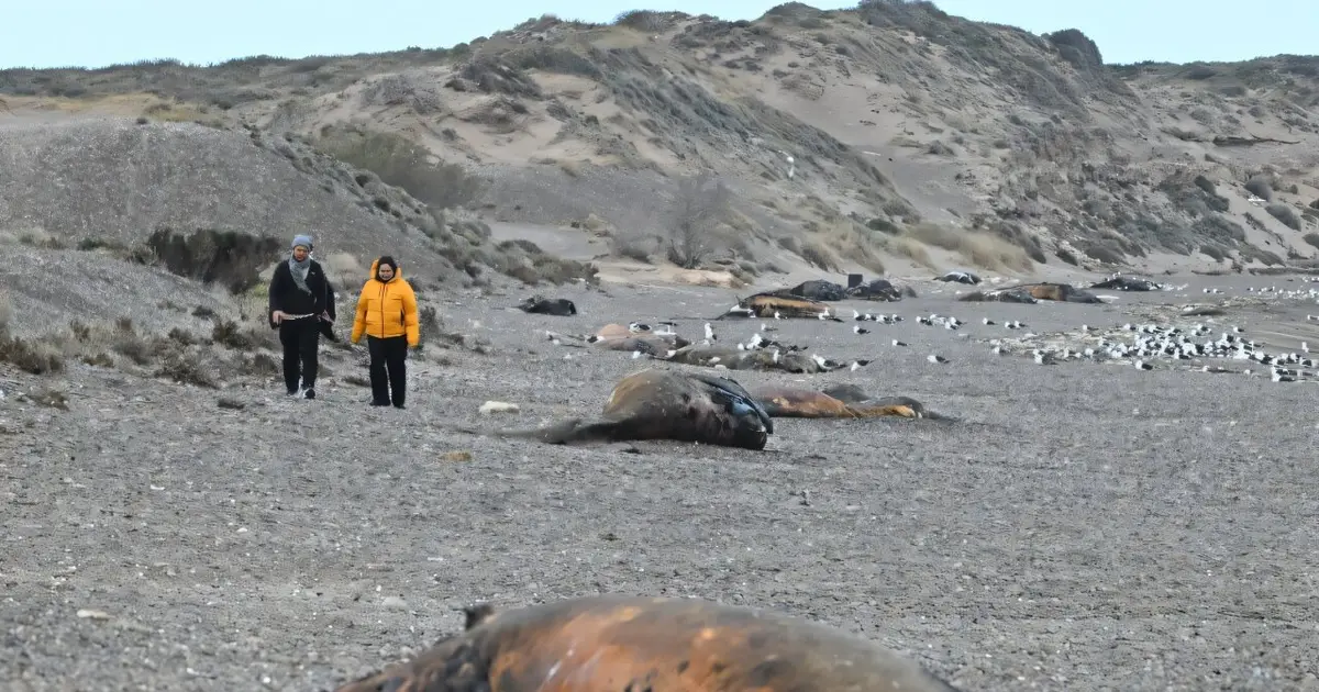 Bacteria suspected in deaths of hundreds of baby whales off Argentina
