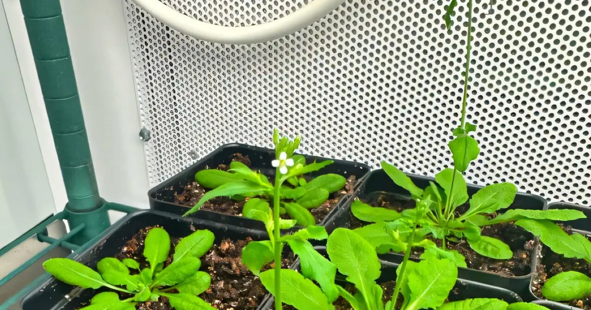 Newly unearthed mechanism that helps plants 'feel full' could help crops use fertilizer more efficiently