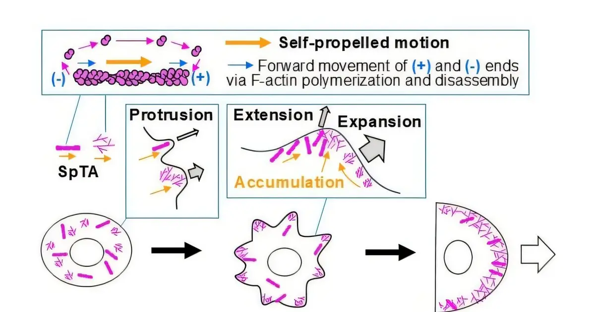 Self-propelled actin filaments may explain how cells change shape spontaneously