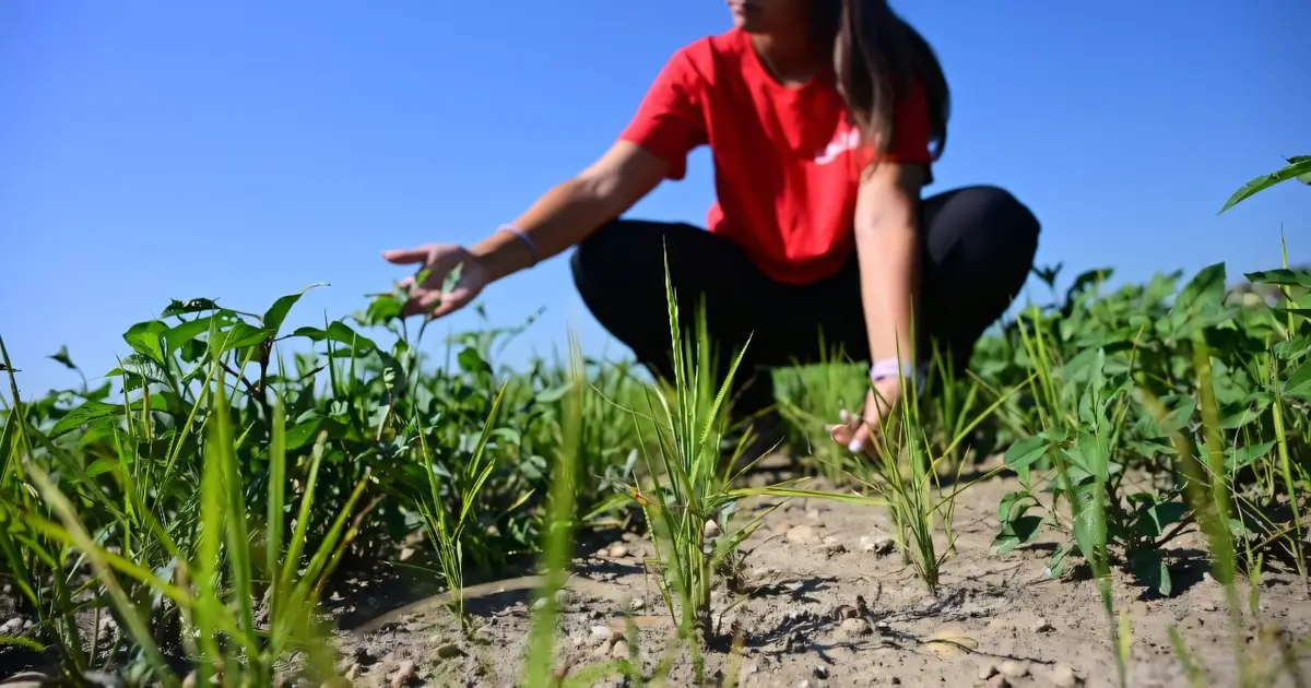 Europe's baked rice bowl seeks escape from drought