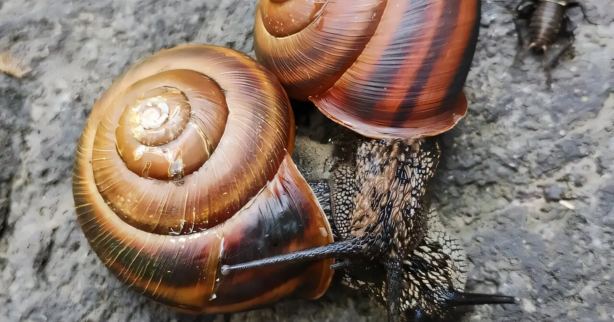 Scientists uncover mystery of how snail shells coil to the right or to the left