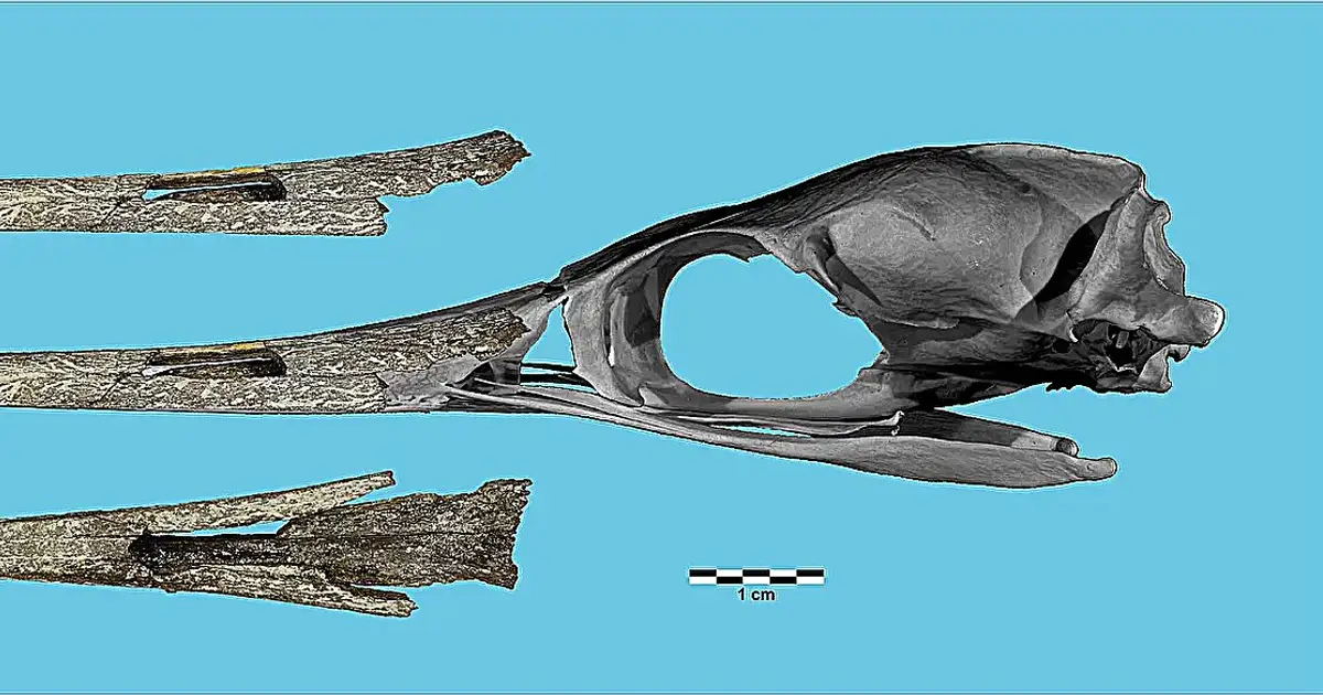 Rare bird fossils from Bavaria reveal new species, including an eagle
