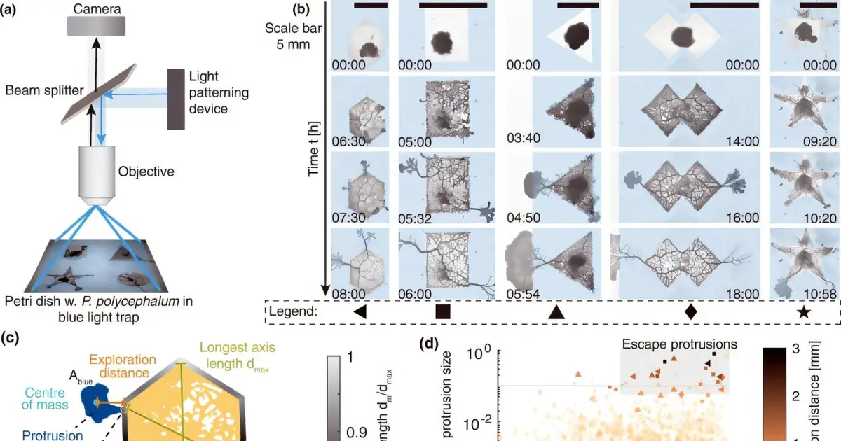 Slime molds make decisions using internal fluid flows